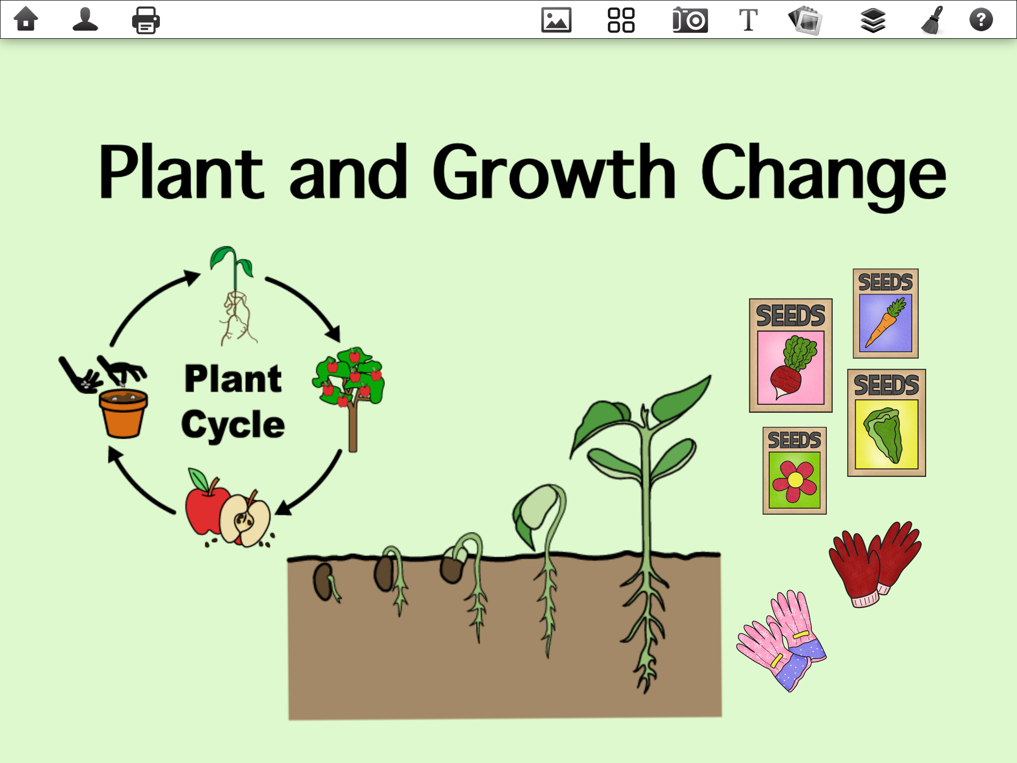Plant Seeds Cycle. Цикл растения поделка. Цикл растения игра. Plant Life Cycle. Plant cycle